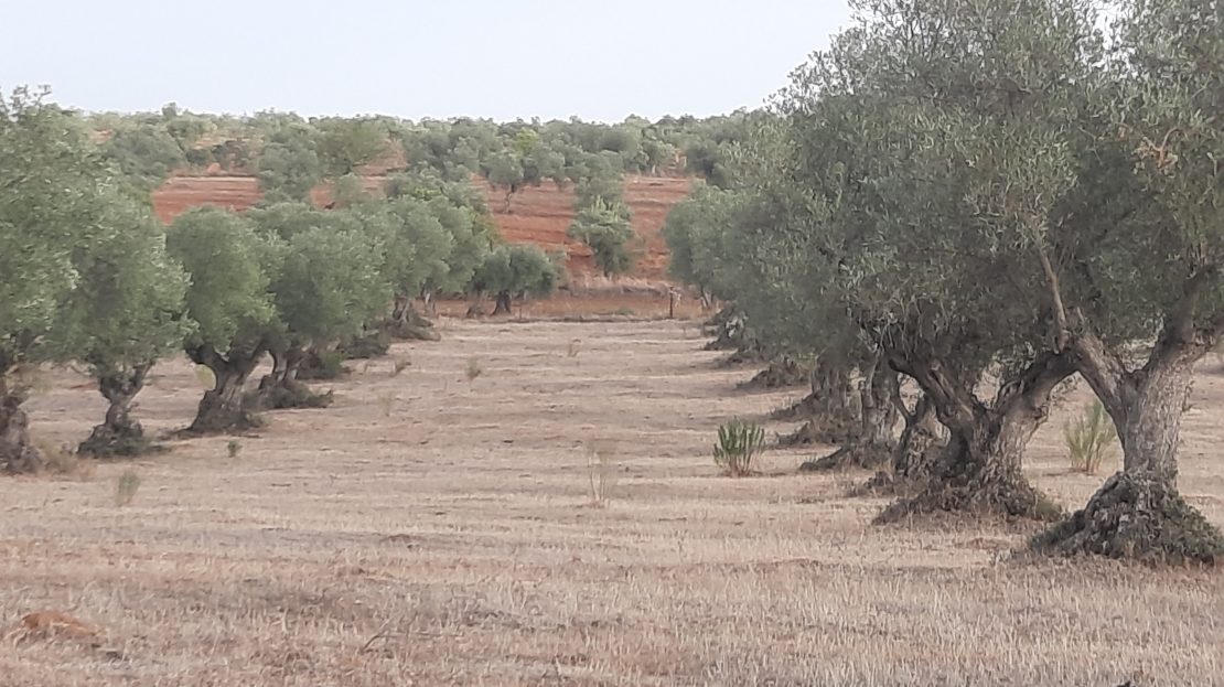 A la  Venta de Finca Rústica de 65.889 m² con más de 300 Olivos en Cheles, Provincia de Badajoz ( Extremadura )