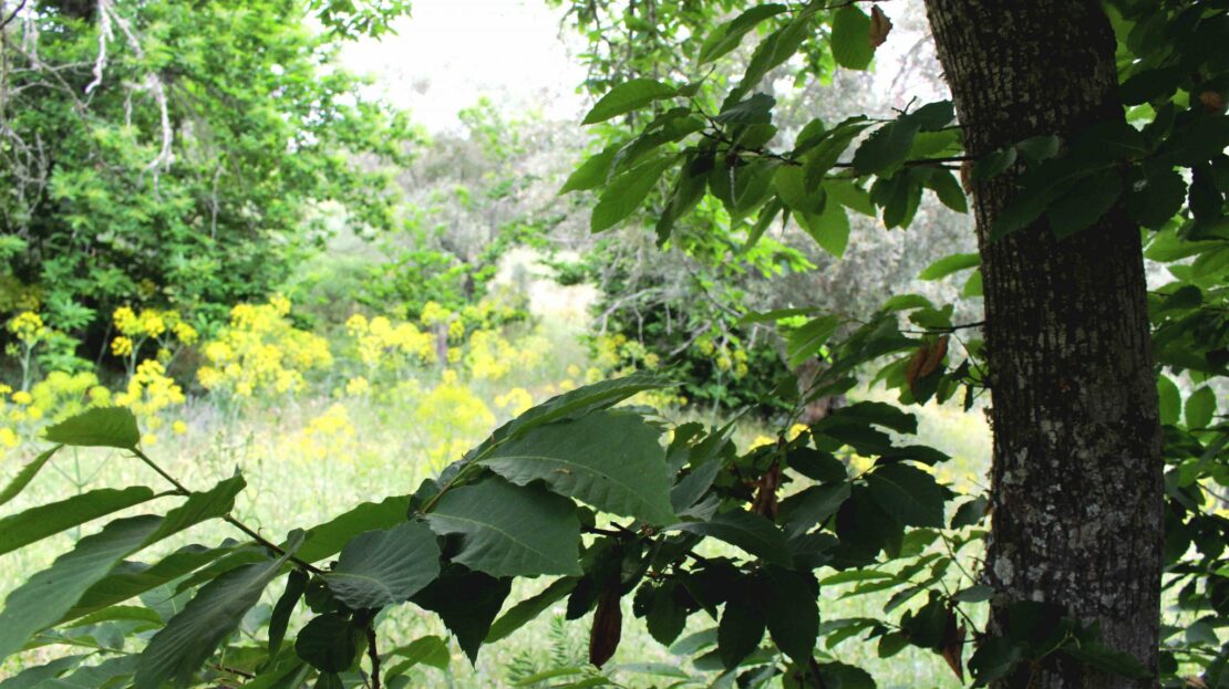finca de 3.6 hectáreas en la Vega del Madroñal, San Vicente de Alcántara