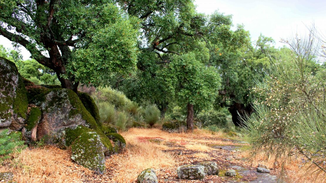 finca de 3.6 hectáreas en la Vega del Madroñal, San Vicente de Alcántara