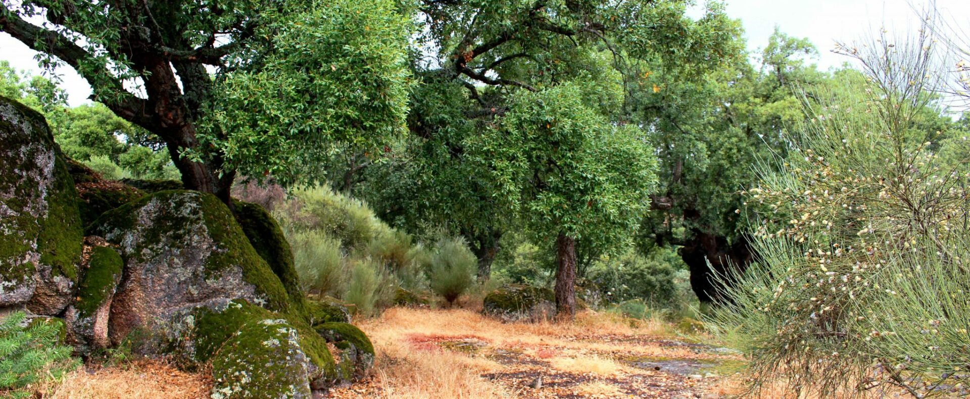 finca de 3.6 hectáreas en la Vega del Madroñal, San Vicente de Alcántara