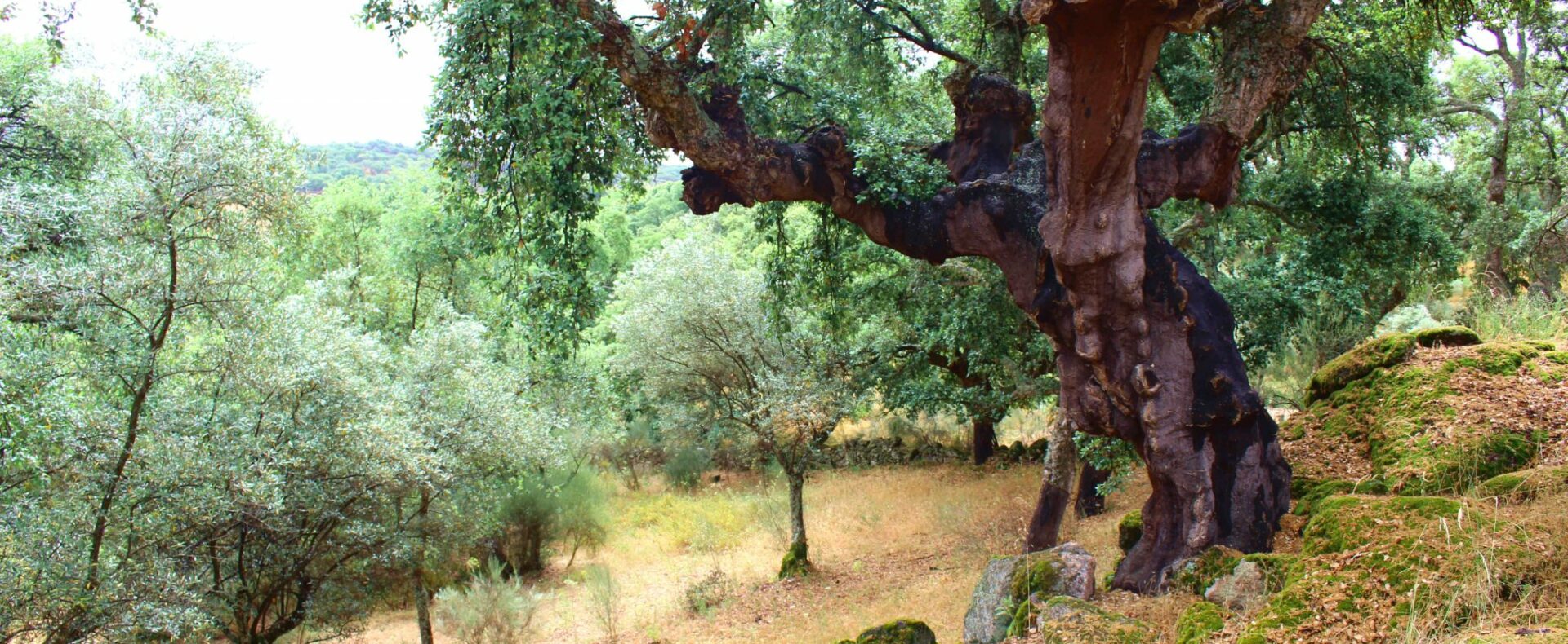 finca de 3.6 hectáreas en la Vega del Madroñal, San Vicente de Alcántara