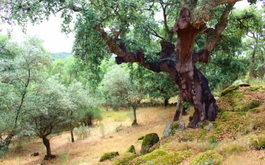 finca de 3.6 hectáreas en la Vega del Madroñal, San Vicente de Alcántara