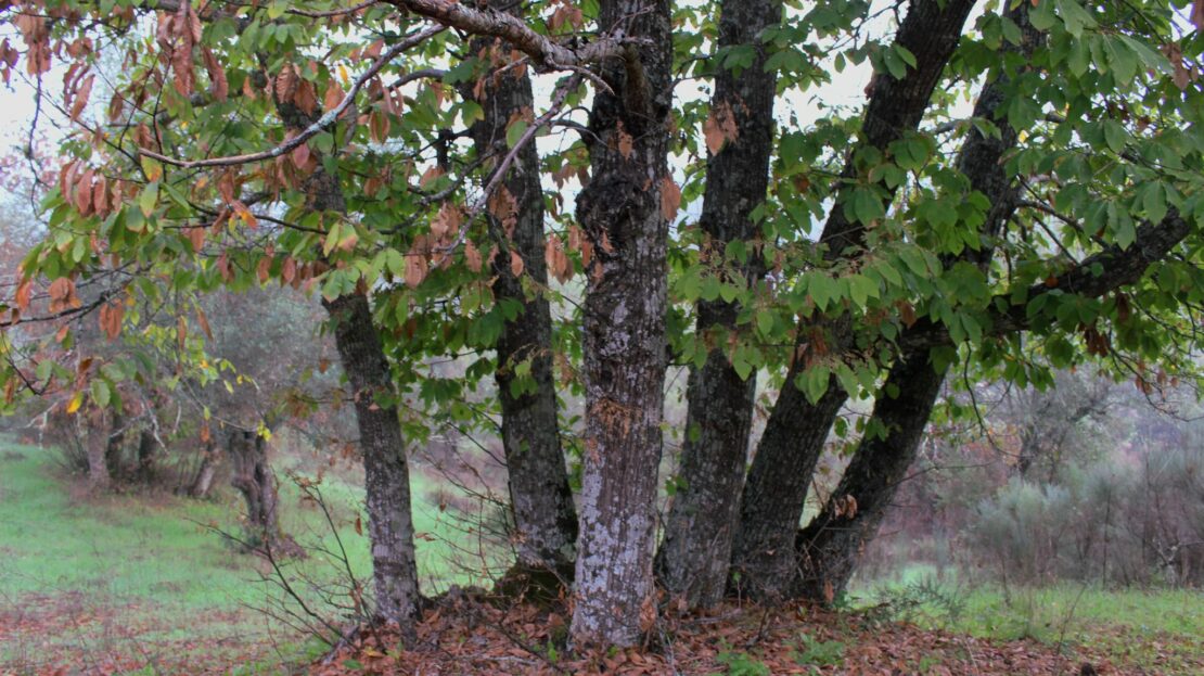 finca de 3.6 hectáreas en la Vega del Madroñal, San Vicente de Alcántara