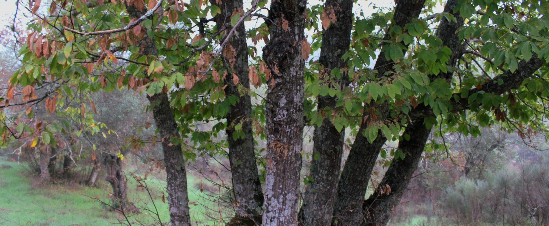 finca de 3.6 hectáreas en la Vega del Madroñal, San Vicente de Alcántara